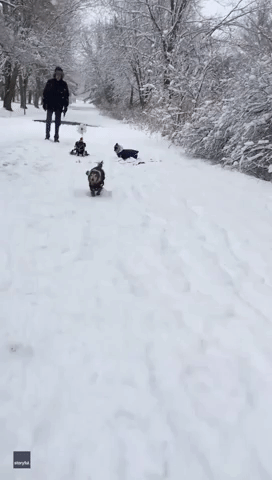 Sausage Dog Snow Day: Dachshund Trades Usual Walking-Aid for Skis