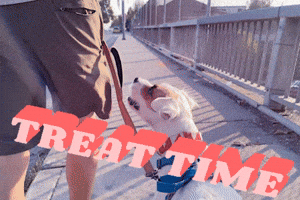 Treat Time