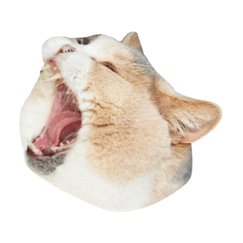Sleepy Cat Sticker