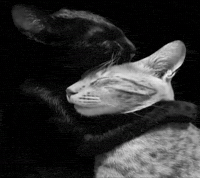 Love You Hug GIF