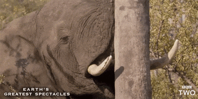 bbc game nature earth bbc GIF