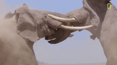 nat geo fighting GIF by National Geographic Channel