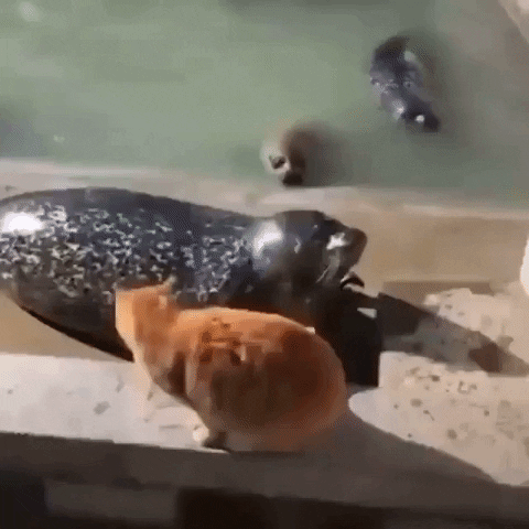 MegaGifs giphyupload cat fun animals GIF