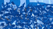 Football Soccer GIF by FC Schalke 04
