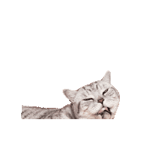 British Shorthair Cat Sticker by Cheshire & Wain