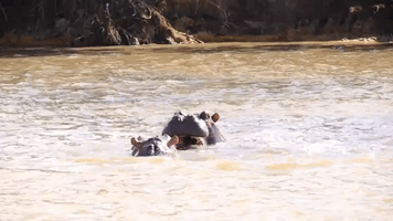 Aggressive Hippos Battle to Prove Dominance