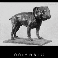 Dog Playing GIF by GIF IT UP