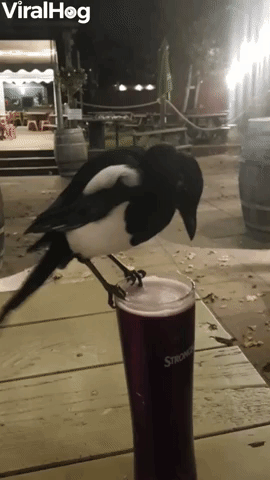 Magpie Steals A Sip of Cider
