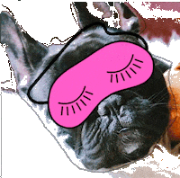 dog grace Sticker by DRC Digital Media