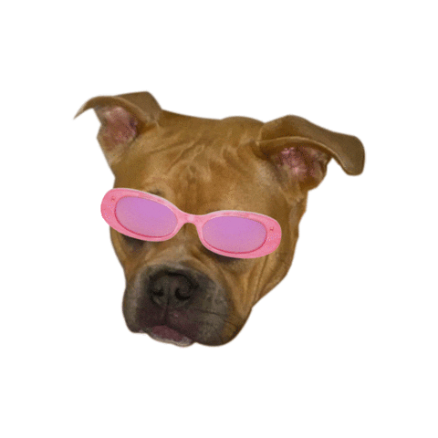 Dog Glasses Sticker by Frazetta Girls