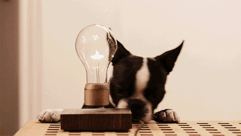 bulb induction GIF