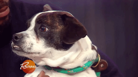 dog puppy GIF by Rachael Ray Show