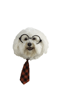 BIDT dog training smart dog yoga dog puppy vibes Sticker