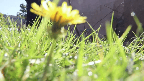 Flowers Spring GIF by JC Property Professionals