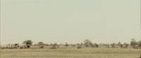 Cows Senegal GIF by TIFF