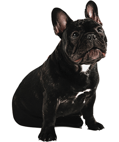 MadGO giphyupload mads madgo madog Sticker