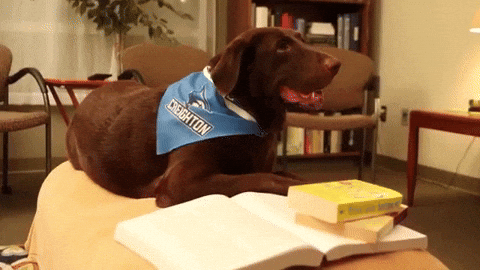 Creighton1878 giphygifmaker dog college yawn GIF