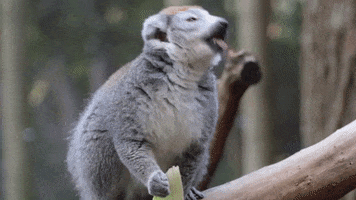 Atlanta Atl GIF by ZooATL