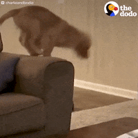 golden retriever dog GIF by The Dodo