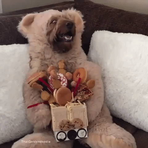 This Spoiled Goldendoodle Enjoys a Junk Food Bouquet