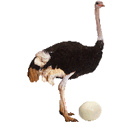 Beer Bird Sticker by Brouwerij 't IJ