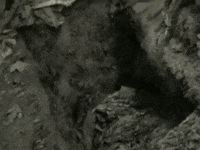 Return Of The Phantom Stranger GIF by Rob Zombie