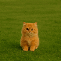 Boom Boom Cat GIF