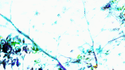 Digital Art GIF