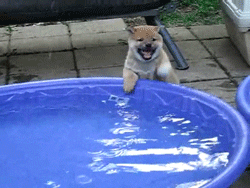 puppy dog GIF
