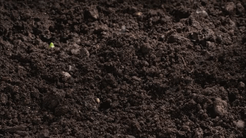 spring flowers GIF