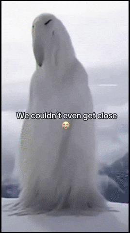 Humming Bird Bird GIF