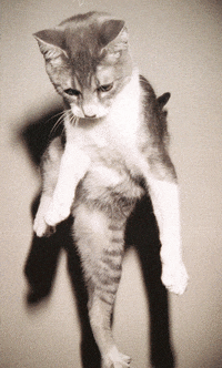 twiggy GIF by Jaime Martinez