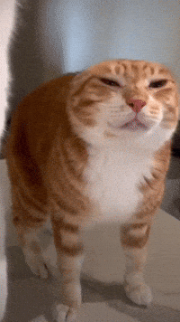 Cat GIF