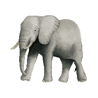 africa elephant Sticker