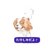 Cavalierkingcharlesspaniel Sticker