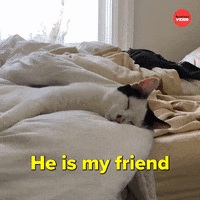Cats Dogs GIF by BuzzFeed