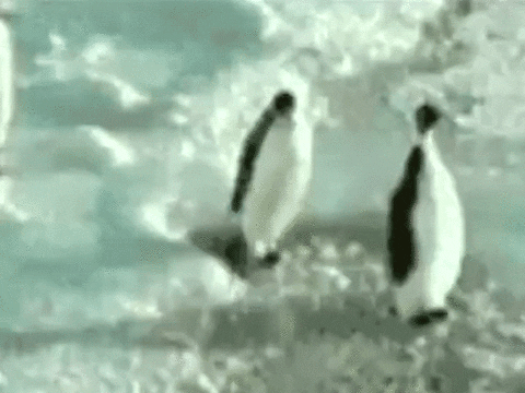 slap penguin GIF