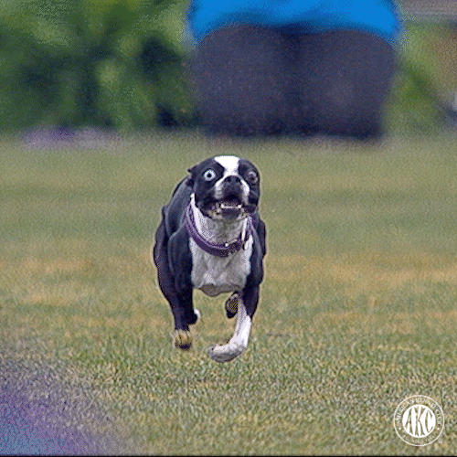GIF by American Kennel Club