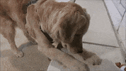 Playing Golden Retriever GIF