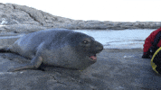 Seal Omg GIF