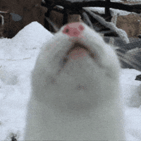 Pink Snow GIF by John Ball Zoo