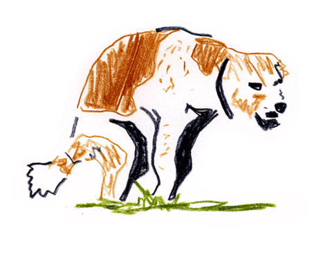 panchoballard giphyupload dog silly shy Sticker