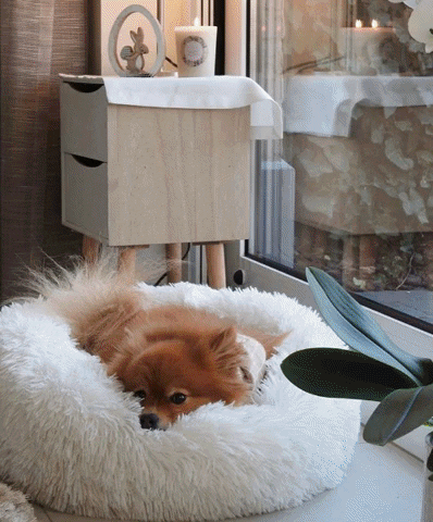 adorepaws giphygifmaker calmingpetbed GIF