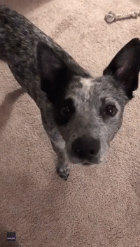 Clever Dog Uses Touchscreen to Answer Questions