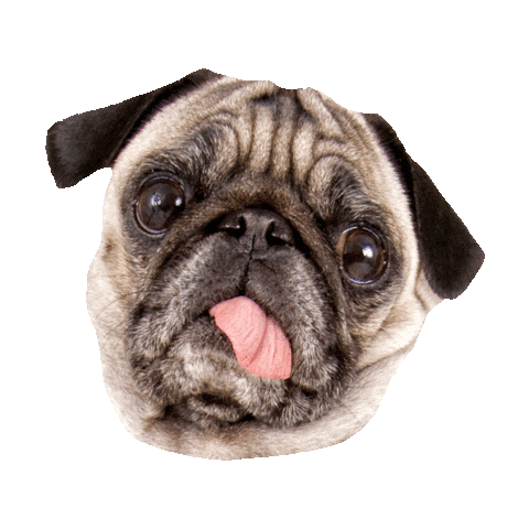 Pug Funny Animals Sticker by imoji
