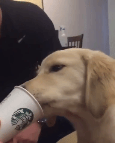 Golden Retriever Enjoys a Puppuccino