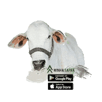 minhasafra agro ro pecuaria gado Sticker