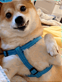 dog wave GIF