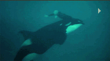 killer whale GIF