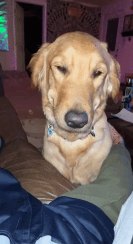 cuteanimalland giphyupload GIF